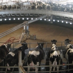 Carrousel milking parlour