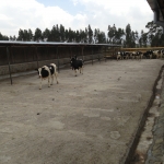 Pedigree heifers