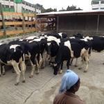 Pedigree heifers