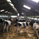 Pedigree heifers