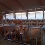 Pedigree Jersey heifers/cows