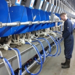 Rapid exit side by side milking parlour goats