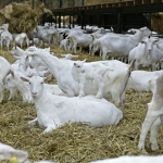 Dairy goats