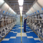 Milking parlours