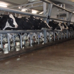 Milking parlours