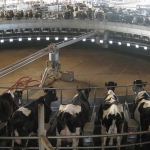 Milking parlours