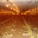 Poultry projects