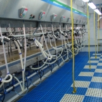 Side by side milking parlour