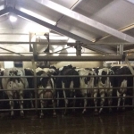 Side by side milking parlour