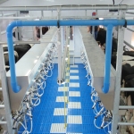 Side by side milking parlour