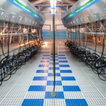 Side by side milking parlour