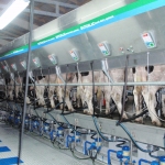 Side by side milking parlour