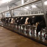 Side by side milking parlour