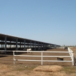 Sudan, DFP 1200 cows