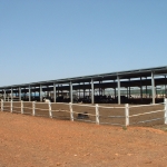 Sudan, DFP 1200 cows