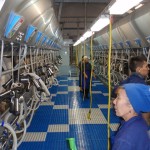 Казахстан: проект молочной фермы на 1100 голов