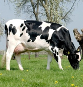 Dairy cattle